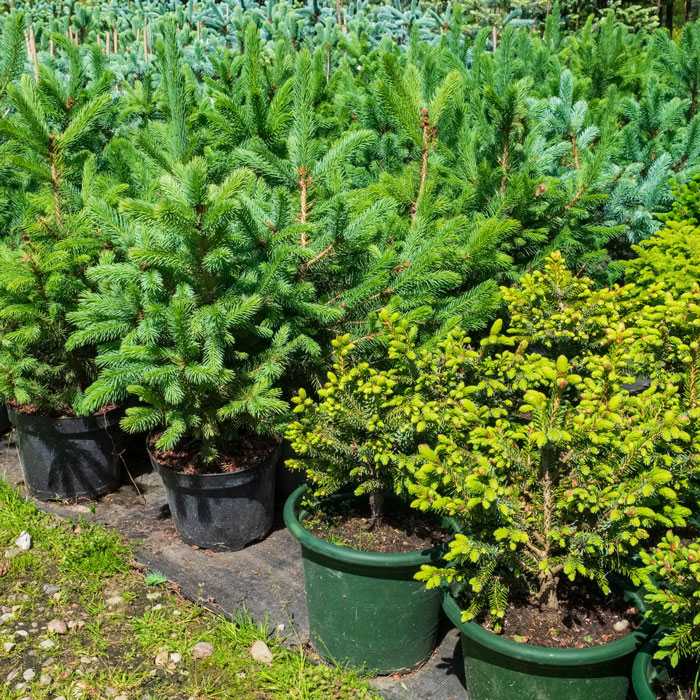 Rexburg Tree Nursery